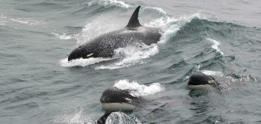 PHOTO-Type-D-killer-whales-showing-their-blunt-heads-and-tiny-eyepatches-in-2011-Credit-J.P.-Sylvestre-South-Georgia-1125x534-Landscape-1000x477